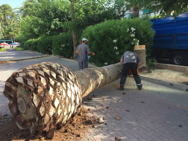 Comienzan los trabajos de reposición de las palmeras del Paseo afectadas por picudo