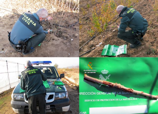 La Guardia Civil destapa una trama dedicada a multiplicar variedades de vegetales protegidas