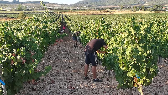 Análisis de la vendimia 2021 en la DOP Jumilla