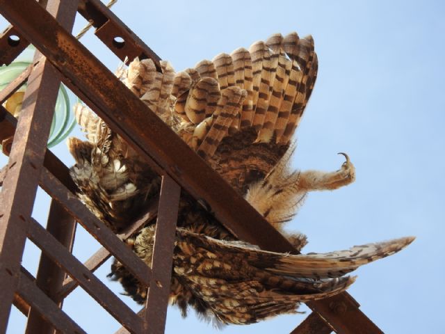 Un Juzgado de Jumilla rechaza archivar la causa de la muerte de varias aves en un tendido eléctrico