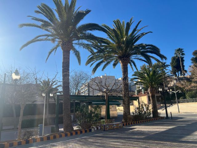 Jardines y Medio Ambiente comienzan el tratamiento contra el Picudo Rojo en las palmeras de Jumilla y Pedanías