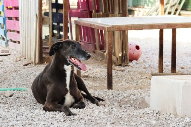 Desciende el número de abandonos de animales en Jumilla por primera vez desde que hay registros