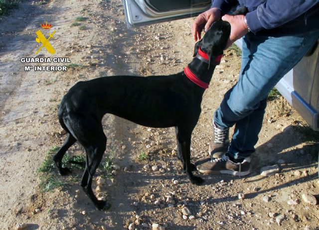 La Guardia Civil investiga a un vecino de Jumilla por caza furtiva de liebres