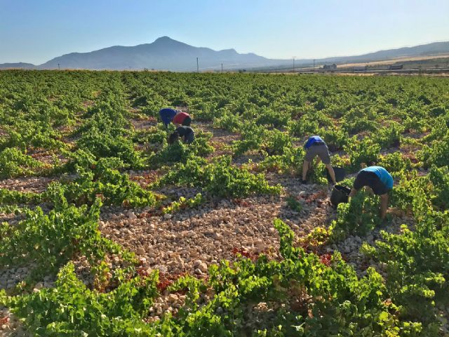 Inicio de la vendimia en la DOP Jumilla