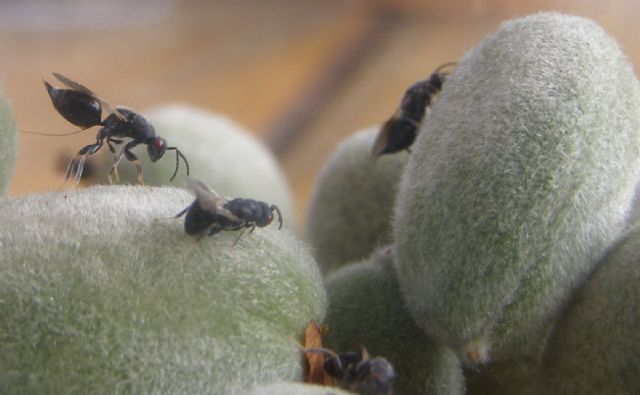 Agricultura alerta de la necesidad de realizar en los próximos días tratamientos contra la avispilla