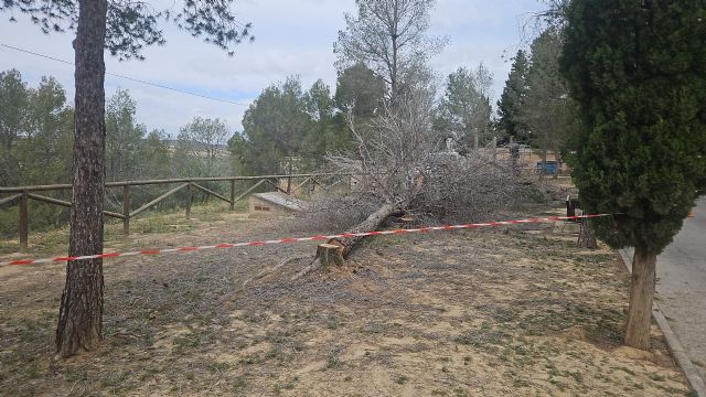 Medio Ambiente retira árboles secos por seguridad y apuesta por zonas verdes más vivas