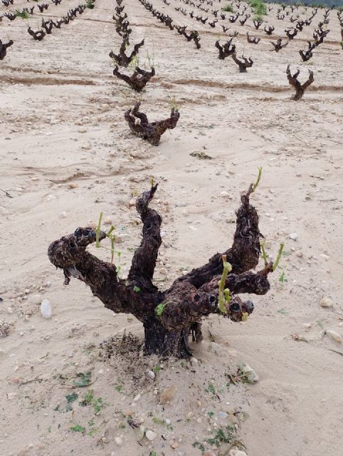 Severos daños en la DOP Jumilla por granizo