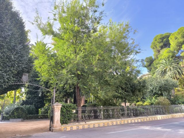 IU-Podemos reclama transparencia sobre la retirada de dos árboles del Jardín del Rey Don Pedro por supuestos problemas estructurales