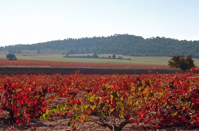 La Junta de Gobierno aprueba actualizar el inventario de cultivos en montes públicos