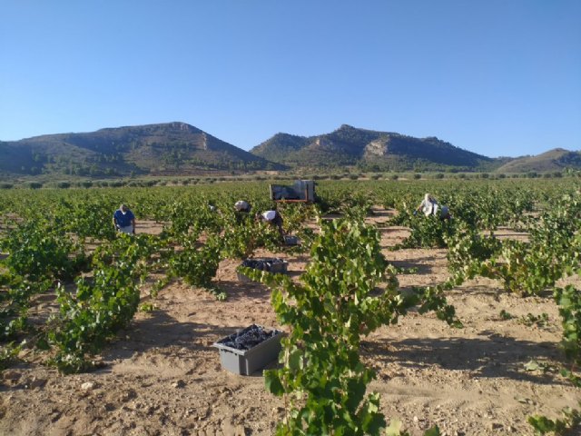 Vendimia 2020 histórica en la DOP Jumilla