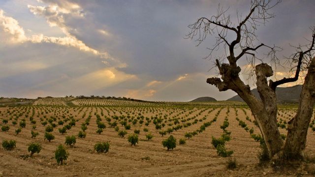 La Monastrell Pie Franco de la DOP Jumilla protagonista en la sexta cata del convinamiento