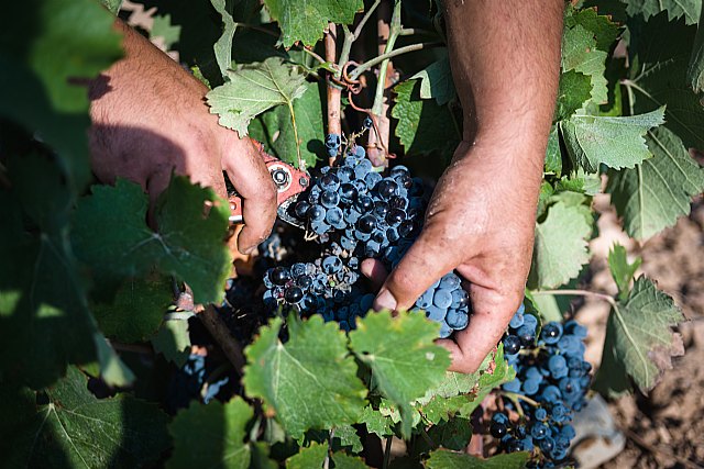 Tres meses de vendimia en la DOP Jumilla