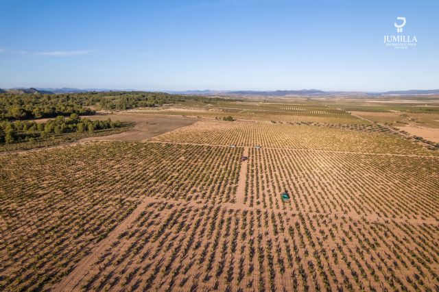 Análisis de la vendimia 2023 en la DOP Jumilla