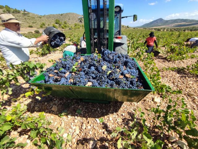 Llega el turno de la Monastrell en la vendimia de Jumilla