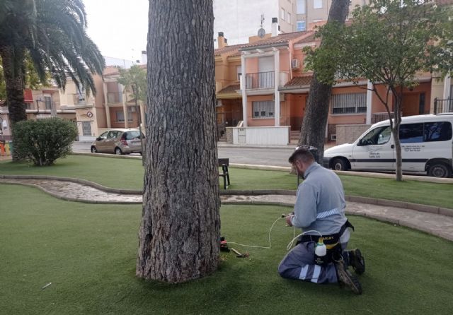 Tratamientos de endoterapia en pinos