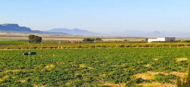 Iniciada la vendimia 2021 en la DOP Jumilla