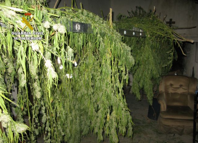 La Guardia Civil desmantela en Jumilla tres inmuebles dedicados al cultivo, secado y distribución de marihuana