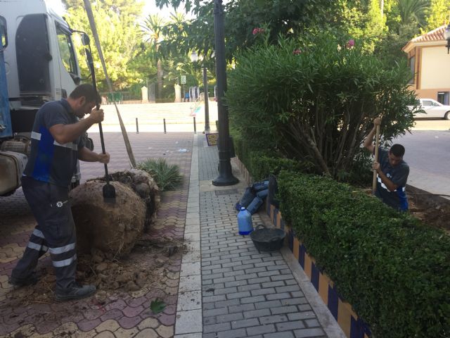 Repuestas las palmeras del Paseo Lorenzo Guardiola afectadas por picudo