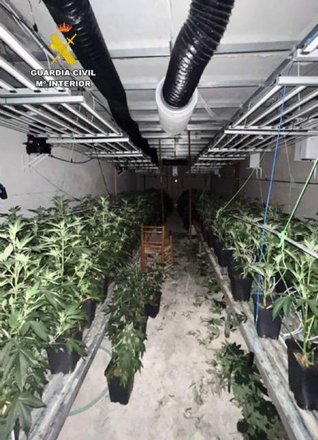 La Guardia Civil desmantela un invernadero clandestino con cerca de 400 plantas de cannabis en una nave de Jumilla