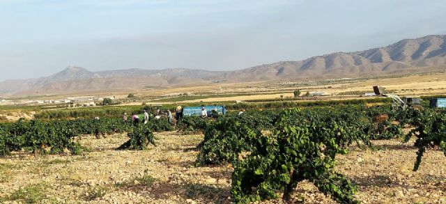 Mas de 1800 viticultores preparan la cosecha de sus uvas en la D.O.P. Jumilla