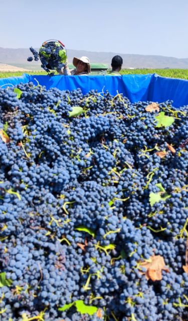 Se inicia la vendimia en la DOP Jumilla