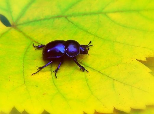 Ciudad Ciencia explicará en Jumilla cómo se trabaja entre plantas e insectos