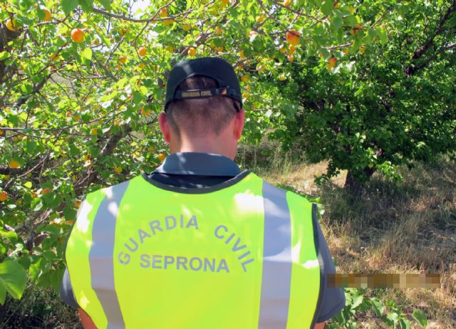La Guardia Civil descubre una finca clandestina plantada con variedades frutales protegidas en Jumilla