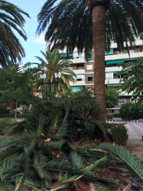 Aparecen nuevos focos de picudo rojo en palmeras públicas