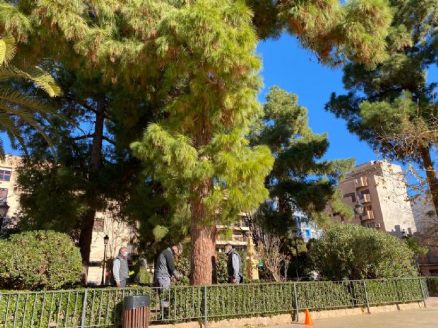 El Ayuntamiento lleva a cabo nuevos tratamientos de endoterapia en los pinos del municipio para evitar procesionaria