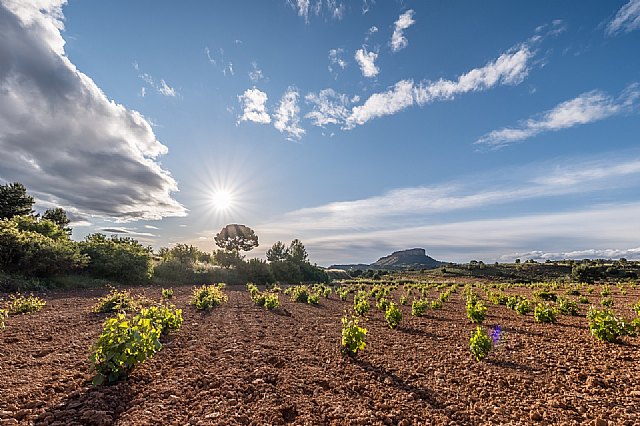 Récord de comercialización para los vinos DOP Jumilla en 2021
