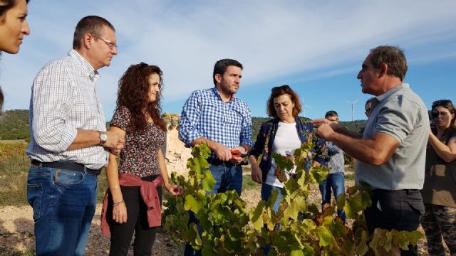 La DO Jumilla estima alcanzar esta campaña 70 millones de kilos de producción de uva de gran calidad