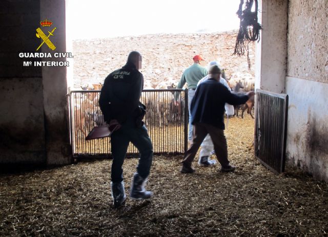 La Guardia Civil inmoviliza 300 cabezas de ganado ovino y caprino contagiadas con sarna en Jumilla
