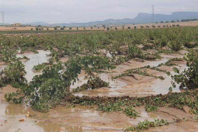La Oficina Comarcal Agraria y el Ayuntamiento ponen a disposición formularios para declarar daños por las lluvias