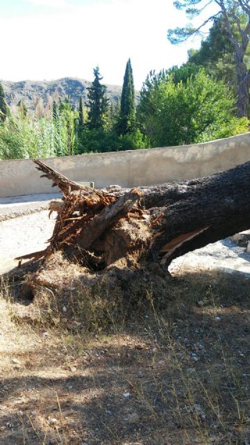 Se cae un pino centenario junto al Monasterio de Santa Ana