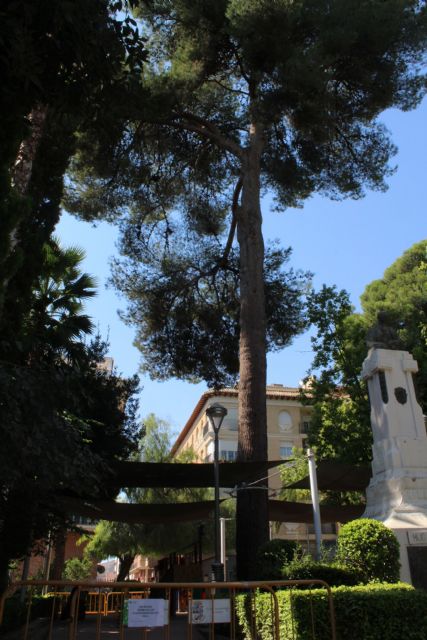 Jardines inicia trabajos de conservación de un pino centenario de la Plaza del Rey Don Pedro