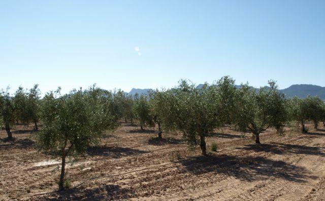 Agricultura desarrolla en Jumilla un proyecto sobre la calidad del aceite de diversas variedades de olivo