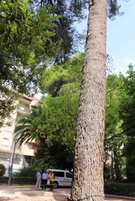 La Concejalía de Jardines inicia trabajos de conservación de varios árboles ornamentales